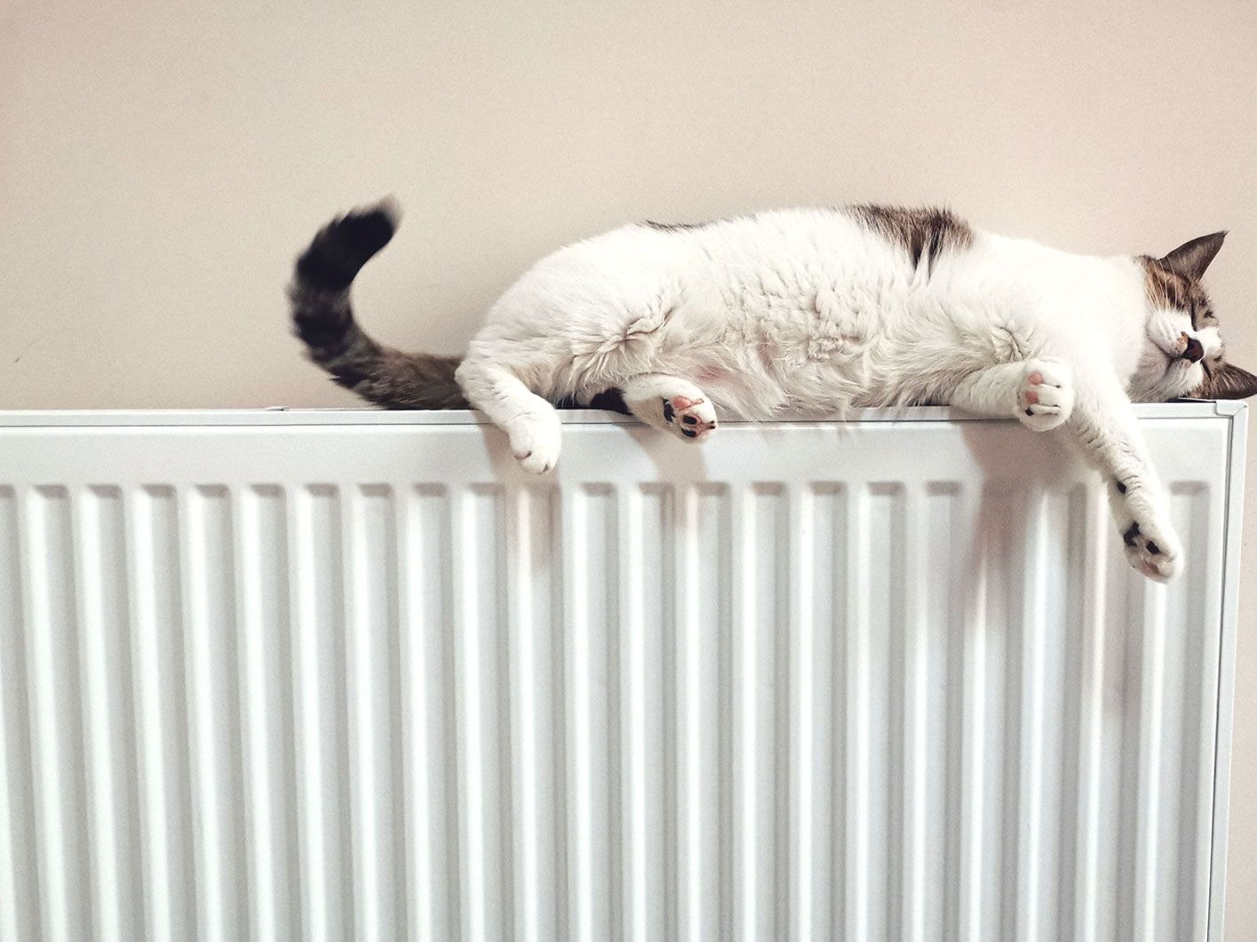Cat On A Radiator Cat On A Radiator